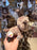 DLP - 2026 Chibi-Style "Naïf" Plush Toy - Frozen Sven