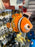 DLR/WDW - Finding Nemo 2026 - Nemo Plush Keychain