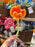 DLR/WDW - Alice in Wonderland 2026 - Orange Pansy Plush Flower