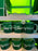 DLR/WDW - Logo Mania 2026 The Tiki Tiki Tiki Room - Emerald Green Park Logo Ceramic Mug