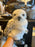 Universal Studios - The Wizarding World of Harry Potter - Harry Potter’s Owl Hedwig Turn Head Puppet Plush Toy