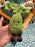 Jellycat - Amuseables Soyella Edamame Bean Plush Toy