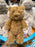 Jellycat - Bartholomew Bear Plush Toy (Size M)