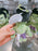 SHDL - 2026 Marvel x Hulk Plush Keychain