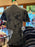 DLR - Oogie Boogie Bash 2026 - Tie-Dye T-shirt (Adult)
