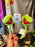 DLR/WDW - The Muppets 2026 - Kermit the Frog Face Icon Headband