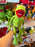 DLR/WDW - The Muppets 2026 - Kermit the Frog Plush Toy