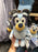 DLR/WDW - Bluey 2026 - Bluey with Mickey Headband Plush Toy