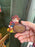HKDL - 2026 Chip & Dale Grizzly Gulch Collection x Chip Magnet