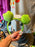 DLR/WDW - The Muppets 2026 - Kermit the Frog Face Icon Headband