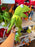 DLR/WDW - The Muppets 2026 - Kermit the Frog Plush Toy