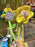 HKDL - Dale Flower Bendable Plush