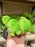 DLR/WDW - Tangled Pascal Urupocha-Chan Plush Toy