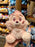 DLR/WDW - Sakura 2026 - Chip Plush Toy