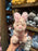 DLR/WDW - Sakura 2026 - Piglet Plush Toy