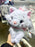 DLR/WDW - Disney Cat Day 2025 - Marie Plush Toy