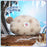 SHDS - 2026 Stitch & Friends Glacier Tribe Collection x Stitch Fluffy Pouch (Release Date: Oct 31, 2026)