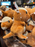 Universal Studios - Jurassic World - Stygimoloch Cutie Plush Toy
